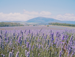 5 Reasons We Love Lavender