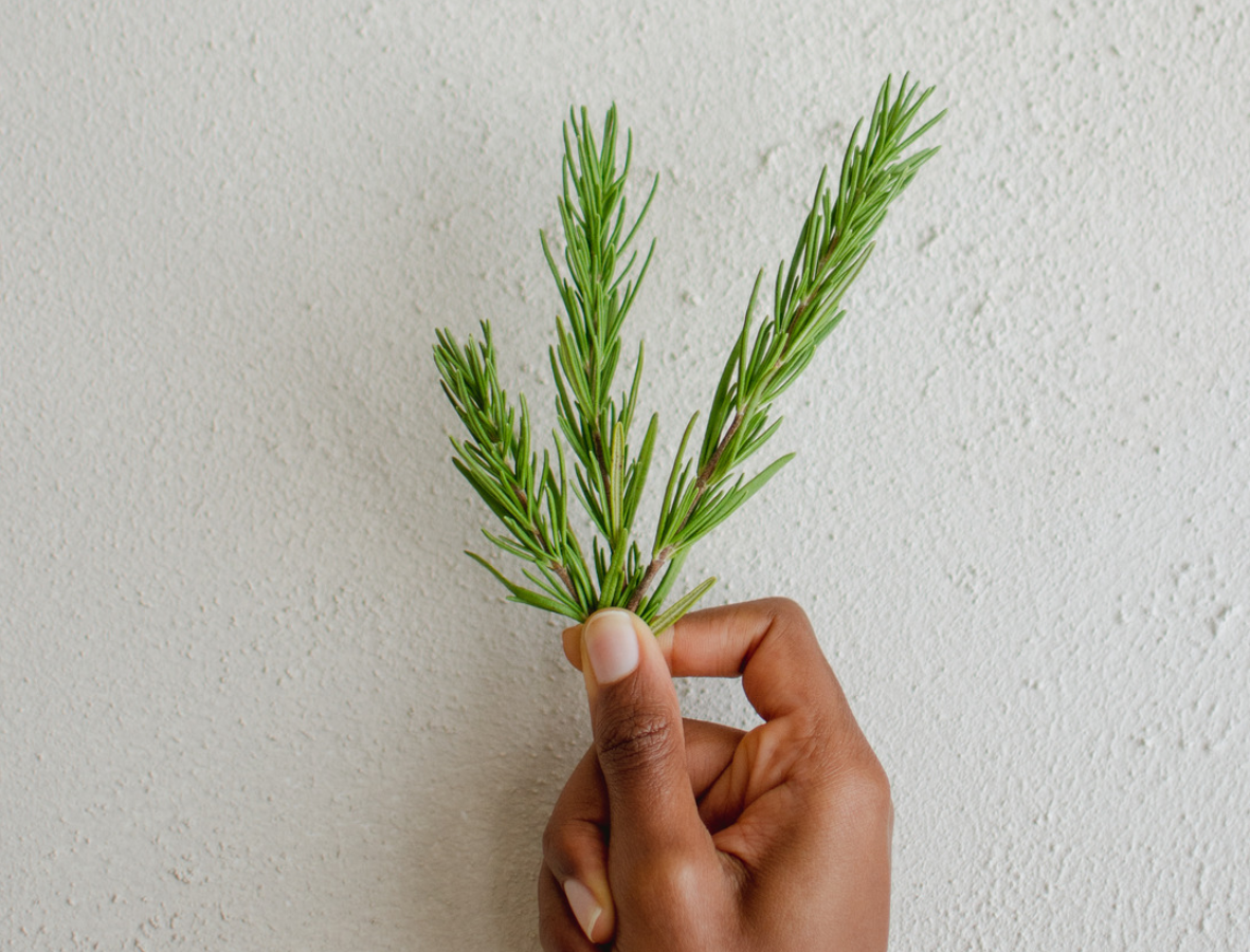 Rosemary Oil for Hair: A Closer Look at This Botanical Favourite